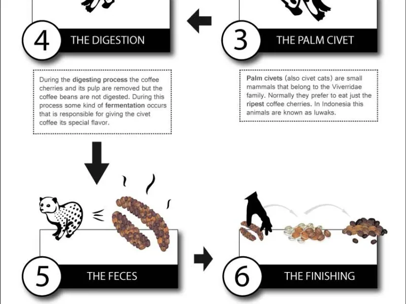 How to Make Luwak Coffee