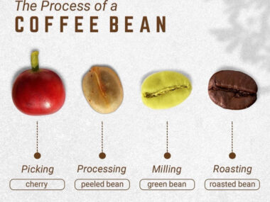 How to Process Coffee Beans