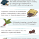 What Does Colombian Coffee Taste Like