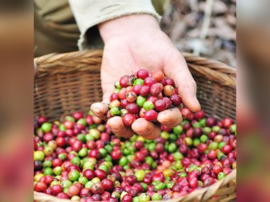 When is the Best Time to Pick Coffee Beans