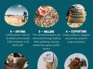 Which are the Best Coffee Beans: A Flavorful Journey
